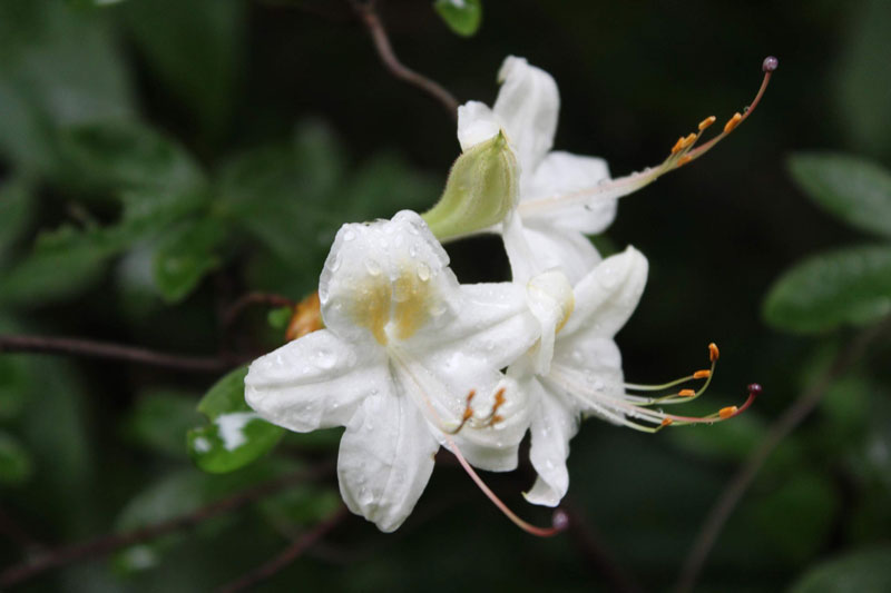 Botanique - Rhododendron 'Popcorn'