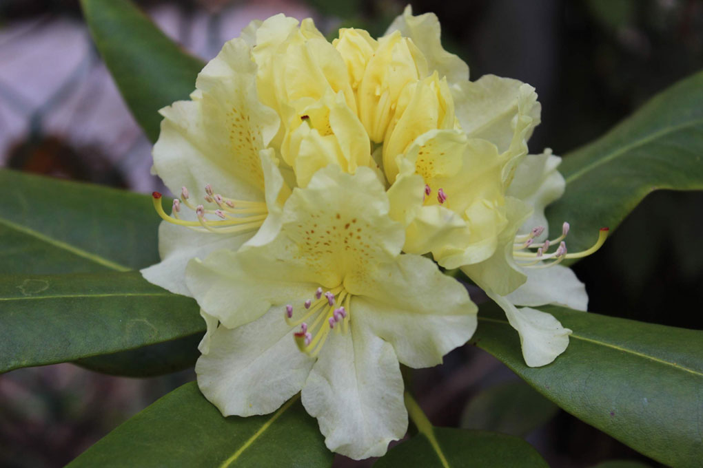 Rhododendron 'Capistrano'