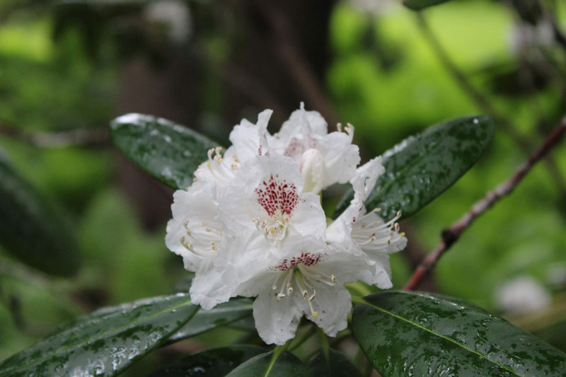 Rusticité Rhododendron 'P.M.A. Tigerstedt'