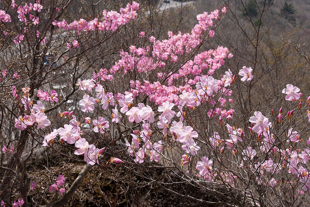 Rhododendron Pentaphyllum Société Des Rhododendrons Du Québec