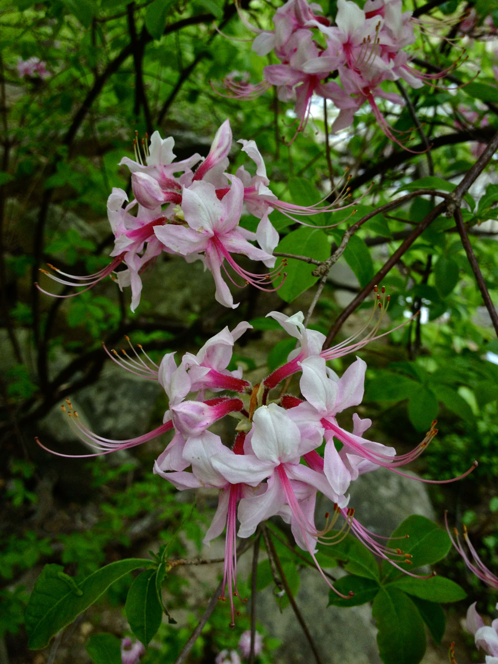 Rhododendron periclymenoides