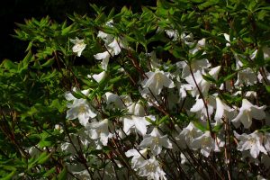 Rhododendron quinquefolium