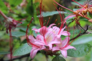 Rhododendron 'Sweet September'