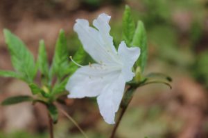 Rhododendron yedoense var. poukhanense Alba