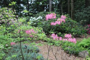 Rhododendron prinophyllum