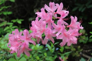 Rhododendron 'Jane Abbott'