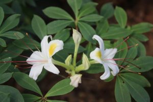 Rhododendron 'White Lightning'