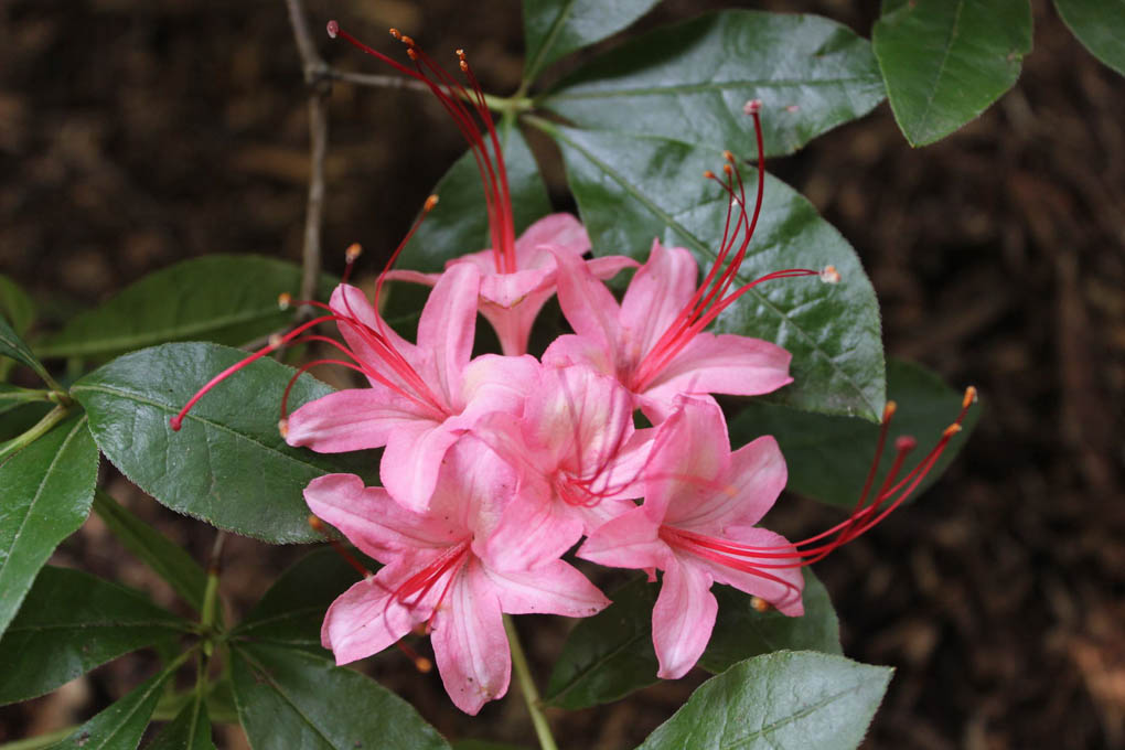 Rhododendron 'Sweet September'