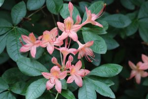 Rhododendron 'July Joy'