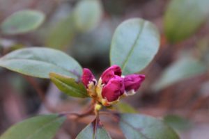 Rhododendron 'Counterpoint'