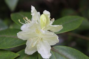 Rhododendron 'Jericho'