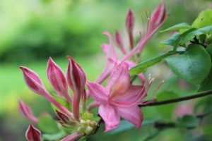 Rhododendron 'Pennsylvania'