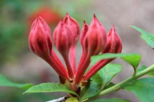 Rhododendron prunifolium