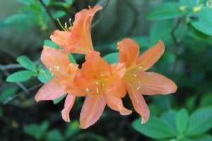Rhododendron 'Koeningin Emma'