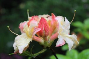 Rhododendron 'Cannon's Double'
