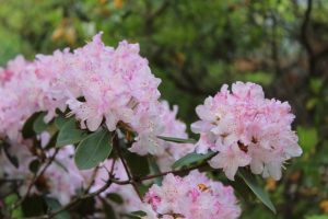 Rhododendron 'Manitou'