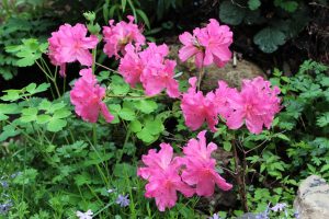 Rhododendron 'Abigail Adams'