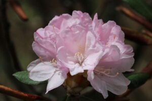 Rhododendron degronianum ssp yakushimanum