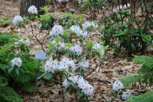 Rhododendron 'White Peter'