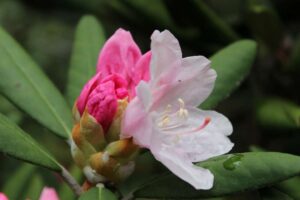 Rhododendron degronianum ssp yakushimanum