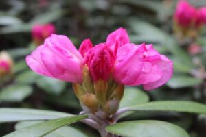 Rhododendron degronianum ssp yakushimanum 'Ken Janeck'