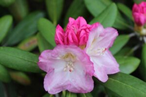 Rhododendron degronianum ssp yakushimanum 'Mist Maiden'
