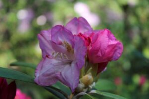 Rhododendron degronianum ssp yakushimanum 'Ken Janeck'