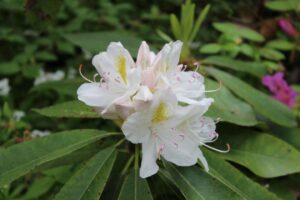Rhododendron 'Joe Paterno'