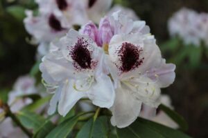 Rhododendron 'Calsap'