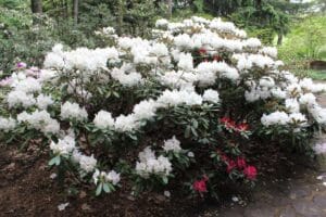Rhododendron degronianum ssp yakushimanum 'Ken Janeck'