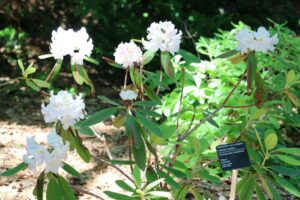 Rhododendron catawbiense 'Album'