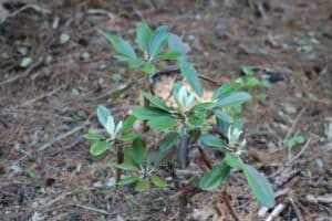 Rhododendron degronianum var. kyomaruense