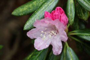 Rhododendron degronianum ssp heptamerum 'Variegatum'