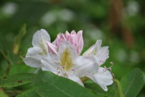 Rhododendron 'Joe Paterno'
