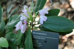 Rhododendron 'Fundy'