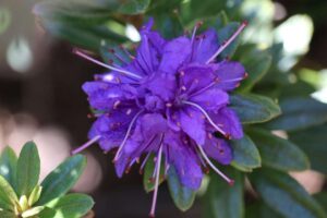Rhododendron 'Azurika'