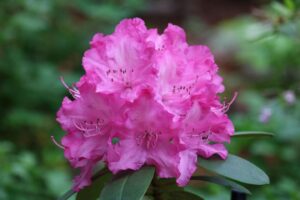 Rhododendron oreodoxa var. fargesii