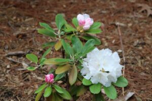 Rhododendron degronianum var. kyomaruense