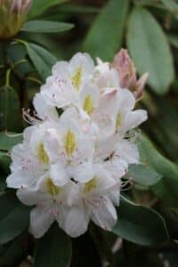 Rhododendron 'Joe Paterno'