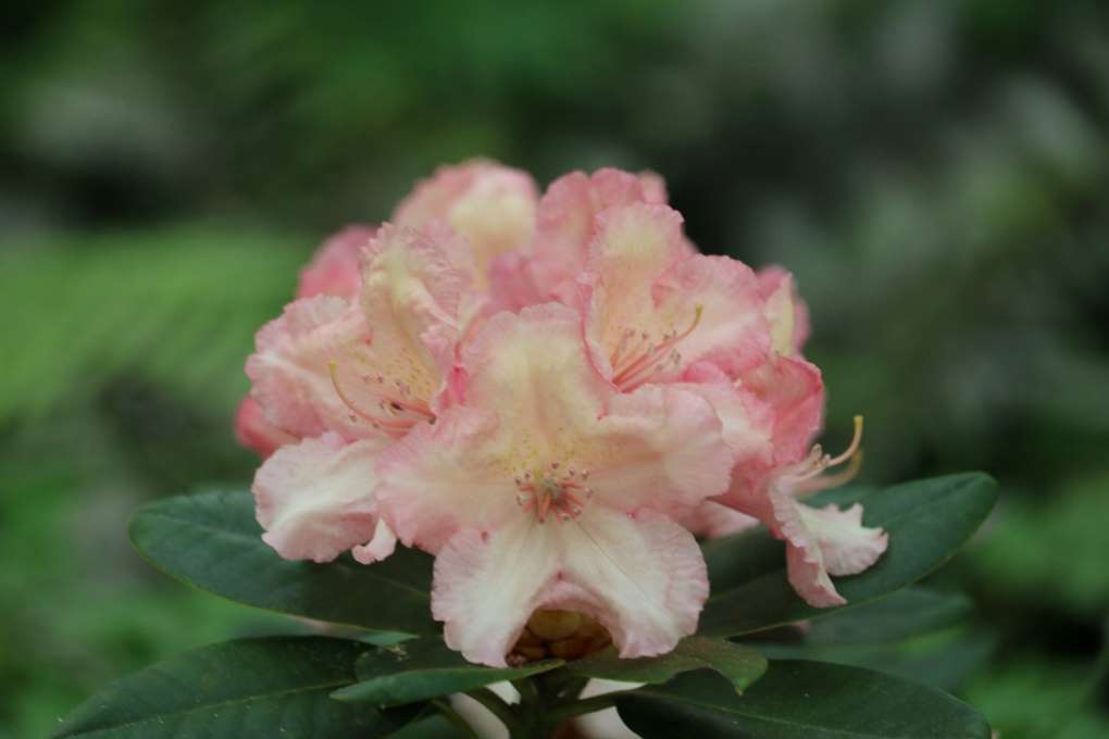 Rhododendron 'Rimini'