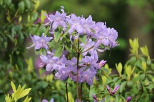 Rhododendron 'Bluenose'