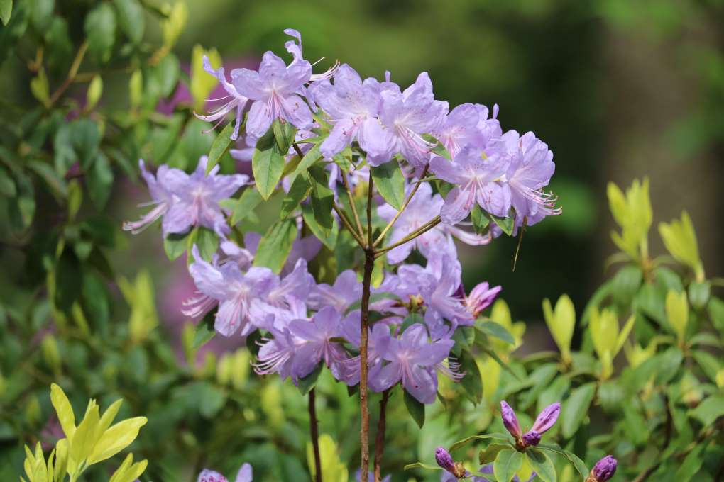 Rhododendron 'Bluenose'