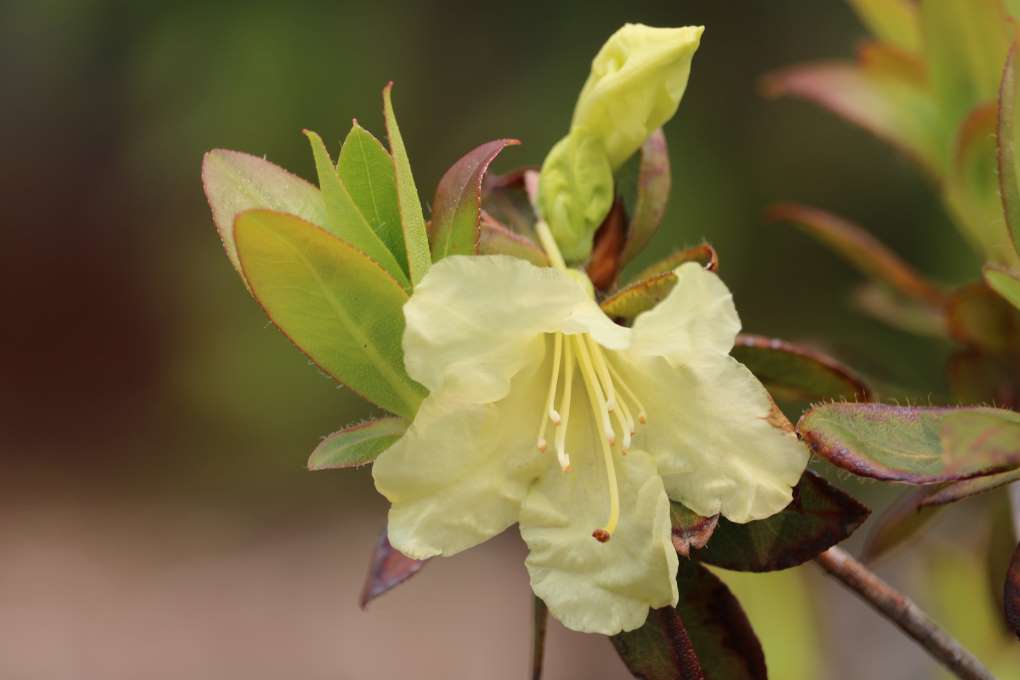 Rhododendron Brueckner 603 II-10 'Limoncello'