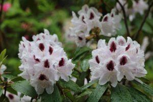 Rhododendron 'Calsap'
