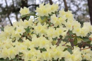 Rhododendron Brueckner 603 II-10 'Limoncello'