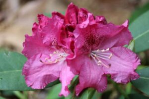 Rhododendron 'Besse Howells' 1460-74