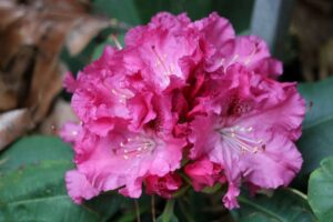 Rhododendron 'Besse Howells' 1460-74