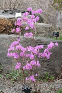 Rhododendron mucronulatum 1992-1999