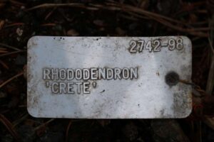 Rhododendron 'Crete' 2742-98