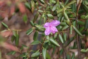 Rhododendron ledebourii Syn. dauricum var. sempervirens 2012-1